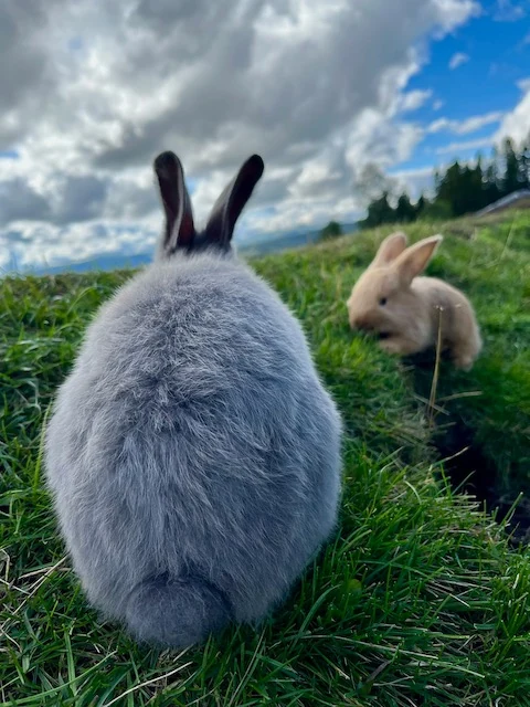 Rabbits at Håvardsrud Seterliv