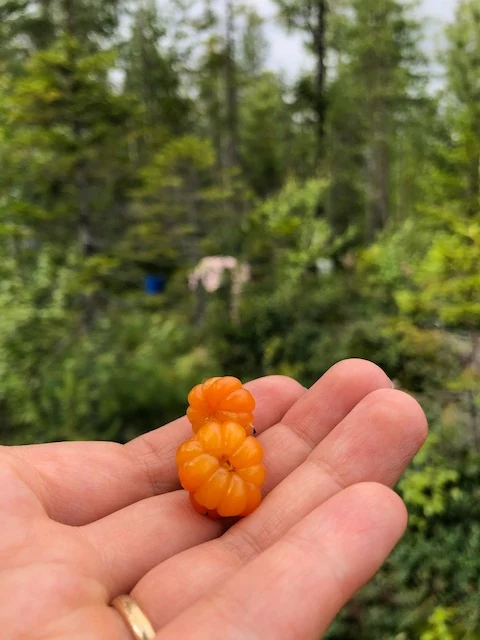Cloudberry picked in the mountains