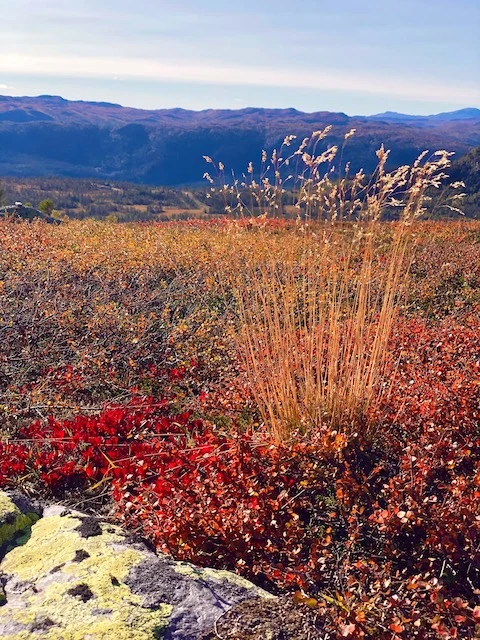 Late-summer mountain colours in Rauland